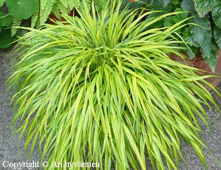 Hakoneheinä, hakonegräs, Hakonechloa macra 'Aureola'